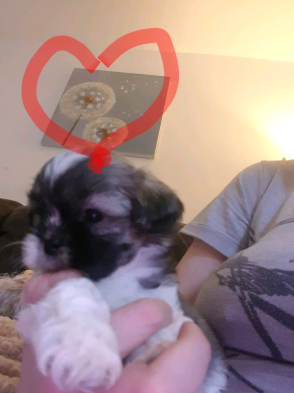 shih tzu for sale gumtree